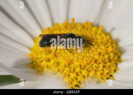 Nahaufnahme einer männlichen, kleinen metallisch-blauen Zimmermannsbiene, Ceratina cyanea, die auf einer gelben, weißen Blume auf dem Feld sitzt Stockfoto