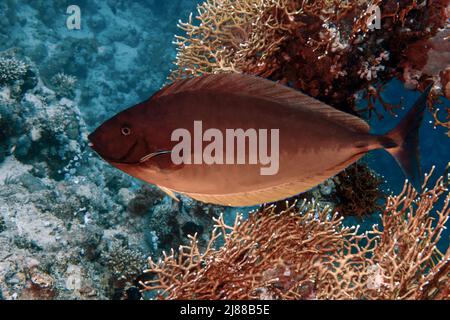 Ein schlanker Einhornfisch (Naso hexacanthus) im Roten Meer, Ägypten Stockfoto