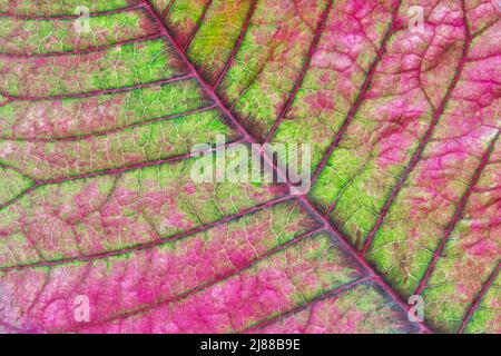 Poinsettiablatt (Eforbia pulcherrima) abstrakte Makro-, Grün- und Rosa-Farben und Texturdetails. Stockfoto