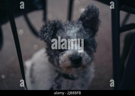 Kleiner schwarz-weißer Hund in Nahaufnahme Stockfoto