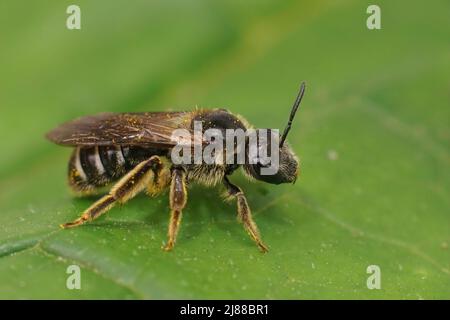 Nahaufnahme einer seltenen und bedrohten großen, dunkelfarbigen Furchierbiene, Lasioglossum majus, die auf einem grünen Blatt im Wald sitzt Stockfoto