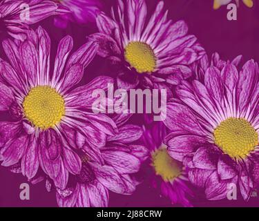 Ein dunkler Hintergrund mit einer Gruppe von violetten Pompon-Blüten Stockfoto