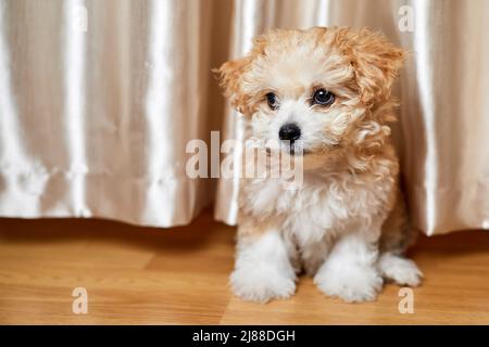 Maltipoo Welpe sitzt auf dem Boden. Nahaufnahme, selektiver Fokus Stockfoto