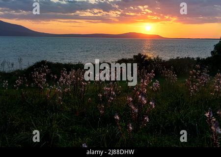 Roter Sonnenuntergang auf dem Varano See, im Vordergrund die Blüte der weißen Blumen. Ischitella, Provinz Foggia, Apulien, Italien, Europa Stockfoto