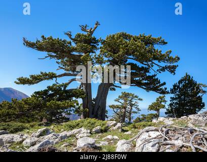 Bosnische Pinien (Pino Loricato) auf dem Berg Serra di Crispo (so genannter Garten der Götter), Pollino-Nationalpark, südliches Apennin-Gebirge, Ita Stockfoto