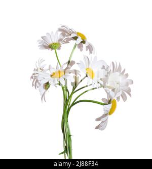 Blumenstrauß aus Gänseblümchen (Ox-Eye Daisy) auf einem weißen Hintergrund. Stockfoto