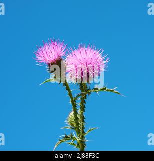 Lila geblühter Stier stille gegen einen blauen Himmel. Cirsium vulgare. Selektiver Fokus. Stockfoto