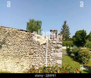 Le Chat observateur sur un mur en pierre à Cerisiers, Yonne, Frankreich Stockfoto