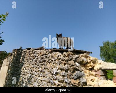 Le Chat observateur sur un mur en pierre à Cerisiers, Yonne, Frankreich Stockfoto