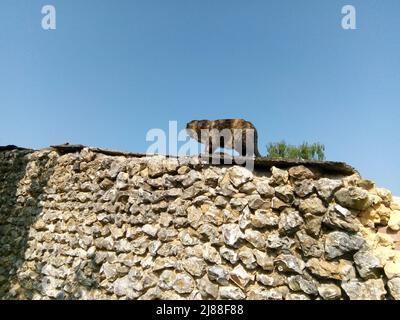 Le Chat observateur sur un mur en pierre à Cerisiers, Yonne, Frankreich Stockfoto