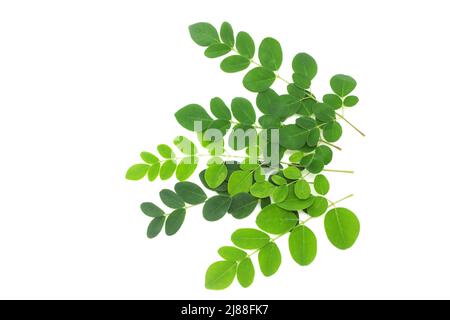 Frische Moringa oleifera Blätter isoliert auf weißem Hintergrund. Stockfoto