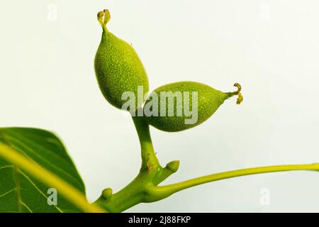 Grüne Ovarialfrüchte von Walnüssen auf einem Baum Stockfoto