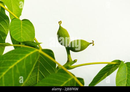 Grüne Ovarialfrüchte von Walnüssen auf einem Baum Stockfoto