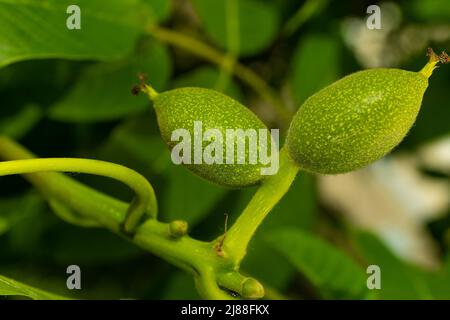 Grüne Ovarialfrüchte von Walnüssen auf einem Baum Stockfoto