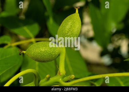 Grüne Ovarialfrüchte von Walnüssen auf einem Baum Stockfoto