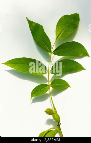 Grüne Ovarialfrüchte von Walnüssen auf einem Baum Stockfoto