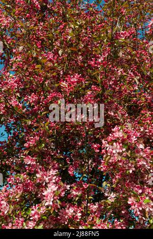 Rosa und rote Blumen Kirschsakura gegen blauen Himmel Stockfoto