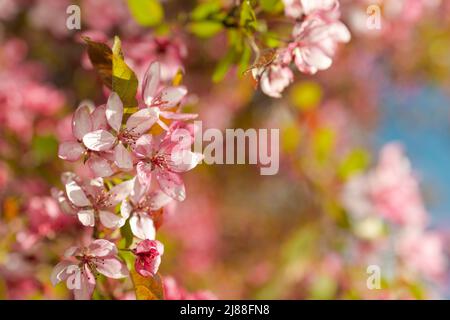 Rosa und rote Blumen Kirschsakura gegen blauen Himmel Stockfoto