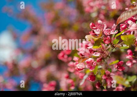 Rosa und rote Blumen Kirschsakura gegen blauen Himmel Stockfoto
