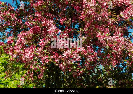 Rosa und rote Blumen Kirschsakura gegen blauen Himmel Stockfoto