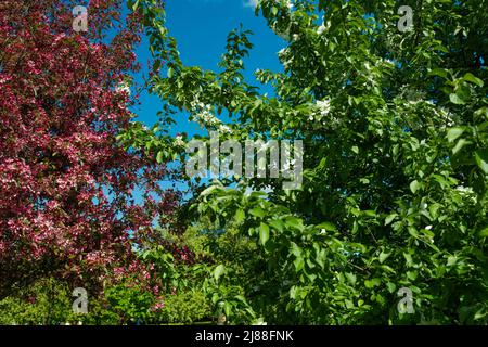 Rosa und rote Blumen Kirschsakura gegen blauen Himmel Stockfoto