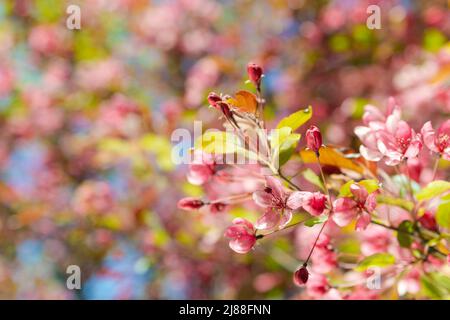 Rosa und rote Blumen Kirschsakura gegen blauen Himmel Stockfoto