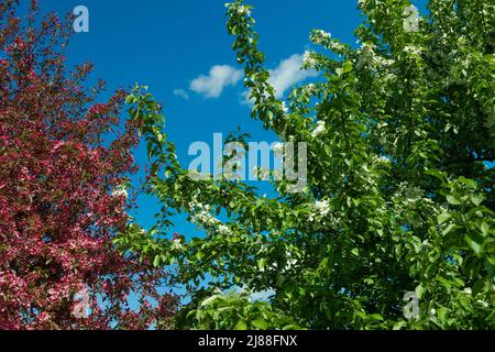 Rosa und rote Blumen Kirschsakura gegen blauen Himmel Stockfoto