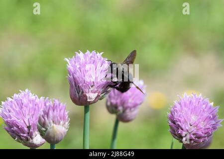 Eine violette Biene auf Alium blüht. Stockfoto