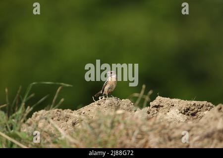 Ein weibliches Stonechat auf einem Felsen mit grünem Hintergrund. Stockfoto