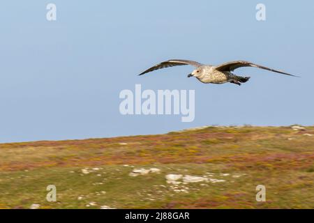 Die Great Orme (Walisisch: Y Gogarth) ist eine Kalksteinspitze an der Nordküste von Wales Stockfoto