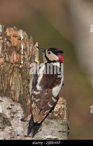 Männlicher Buntspecht, der auf einem faulen Baum thront. Stockfoto