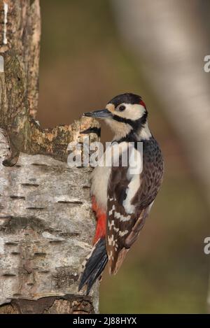 Männlicher Buntspecht, der auf einem faulen Baum thront. Stockfoto