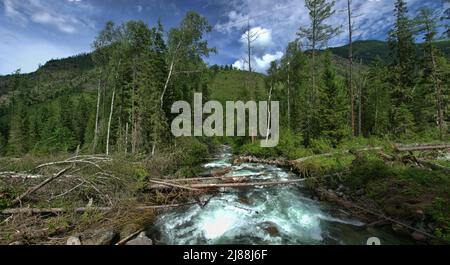 Forstwirtschaft. Holzverlust beim Holzeinschlag. Baumstamm (abgegrenzter Stamm) wird abgeschnitten und herausgenommen (Rundholz), und der Gipfel wird in den Wald geworfen. Deforest Stockfoto