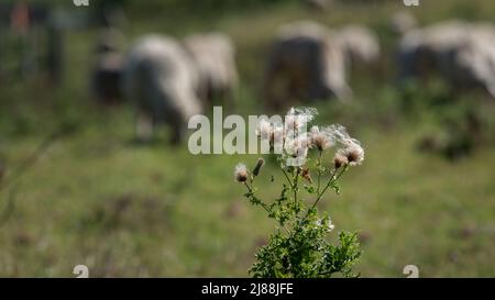 Überwehte Distelblüten mit weißen flauschigen Samen, selektiver Fokus mit Schafen auf Gras Hintergrund grasen. Stockfoto