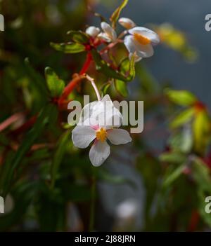 BEGONIA SEMPERFLORENS. Kit botanischen Garten, Karlsruhe, Baden Baden, Baden Württemberg, Deutschland Stockfoto