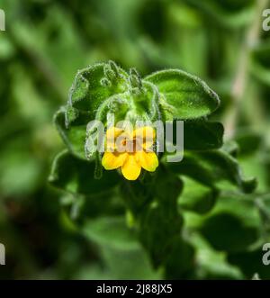 Orientalischer Alkanet Alkanna orientalis in Blüte. Botanischer Garten, KIT Karlsruhe, Deutschland, Europa Stockfoto