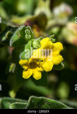 Orientalischer Alkanet Alkanna orientalis in Blüte. Botanischer Garten, KIT Karlsruhe, Deutschland, Europa Stockfoto