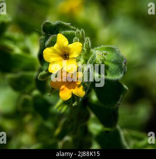 Orientalischer Alkanet Alkanna orientalis in Blüte. Botanischer Garten, KIT Karlsruhe, Deutschland, Europa Stockfoto