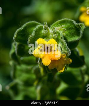 Orientalischer Alkanet Alkanna orientalis in Blüte. Botanischer Garten, KIT Karlsruhe, Deutschland, Europa Stockfoto