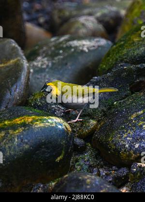 Kubanischer Grasquit (Tiaris canorus) Stockfoto