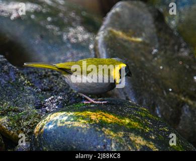 Kubanischer Grasquit (Tiaris canorus) Stockfoto