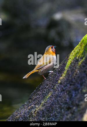 Kubanischer Grasquit (Tiaris canorus) Stockfoto