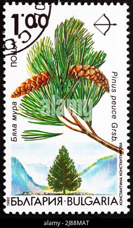 BULGARIEN - UM 1992: Eine in Bulgarien gedruckte Briefmarke zeigt Macedonian Pine, Pinus Peuce, White Pine, um 1992 Stockfoto