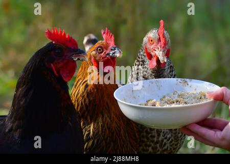 Portrait von drei freilaufenden Hühnern verschiedener Rassen, die etwas Getreide aus einer Schüssel essen. Die Schüssel wird von einer Hand gehalten. Der Fokus liegt auf der mittleren. Stockfoto