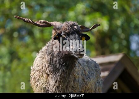 Porträt eines männlichen schwarzen Hortobagy Racka Schafes (Ovis aries strepsiceros Hungaricus) mit langen spiralförmigen Hörnern. Stockfoto