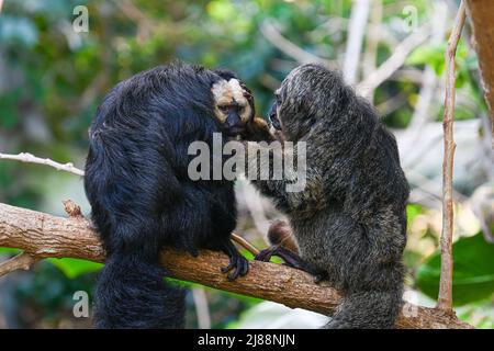 Weißgesichtige Saki-Männchen und -Weibchen auf Baumzweigen. Links das Männchen rechts das Weibchen Stockfoto