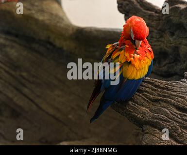 Scharlachara (Ara macao) ist ein großer, roter, gelber und blauer Südamerikanischer Papagei Stockfoto