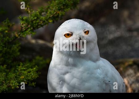 Die verschneite Eule, Bubo scandiacus Stockfoto