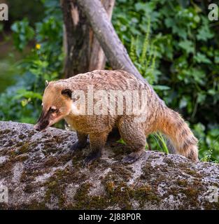 Südamerikanischer nasenbär oder Ring-tailed Nasenbär (Nasua nasua) Stockfoto