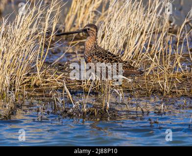 Ein langschnabeliger Dowitcher (Limnodromus scolopaceus) wasiert am Ufer des Wasservogelbewirtschaftungsgebiets Farmington Bay in Farmington, Davis County, Utah, Stockfoto